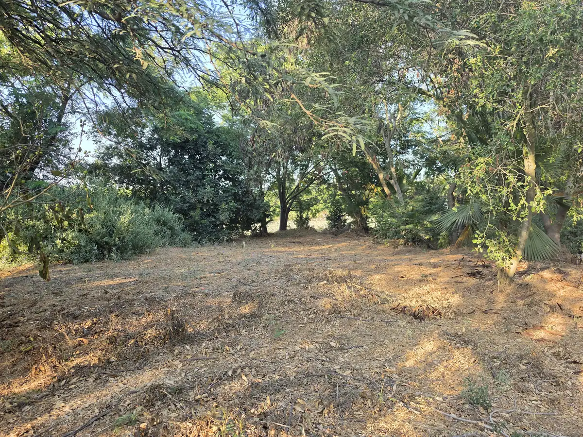 קרחת יער מוצלת עם אור מנומר, המקום שבו יתקיים שורשים